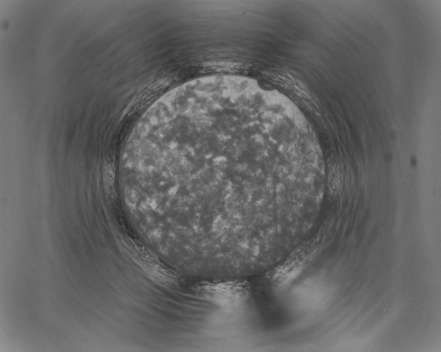 X0000067400365200604211705