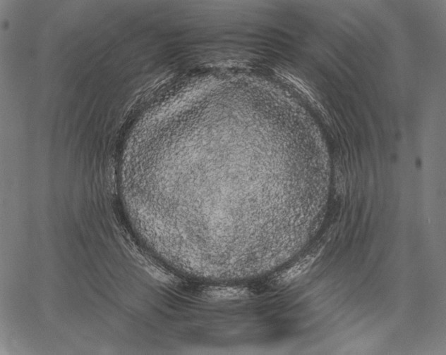 X0000067400453200604211703