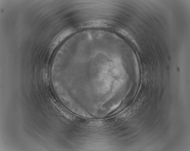 X0000067400882200604211656