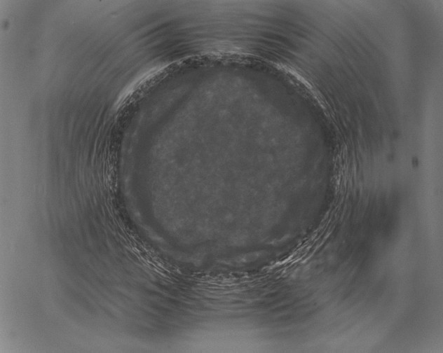 X0000067400919200604211655