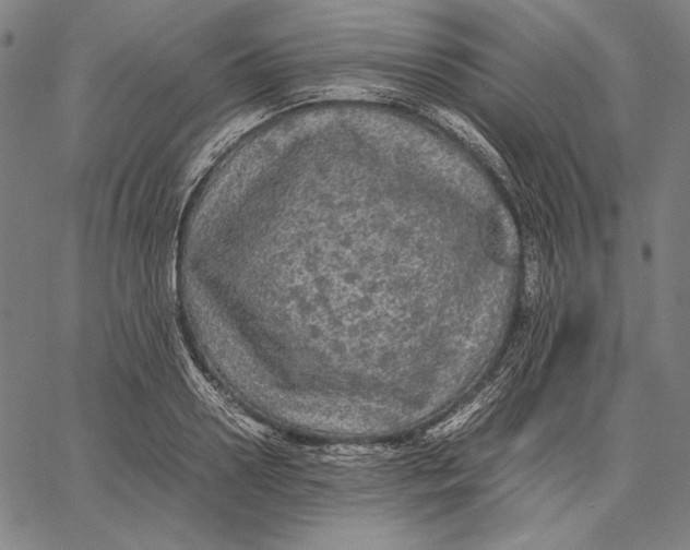 X0000067400938200604211655