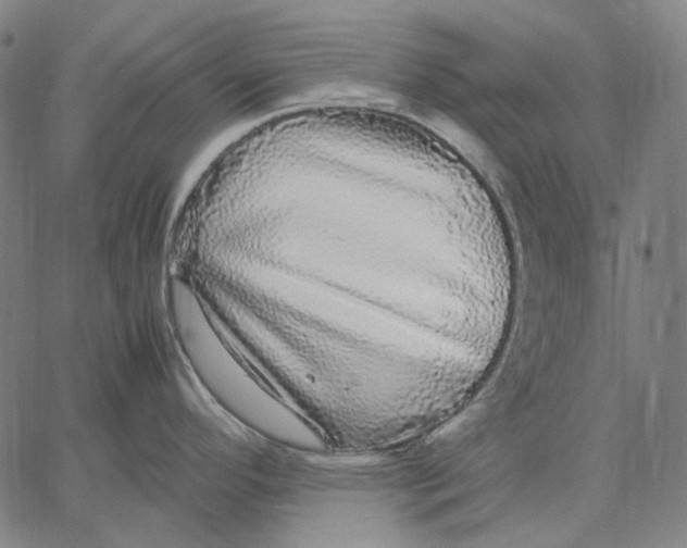 X0000067401296200604211649
