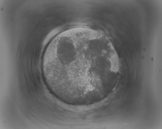 X0000067400006200604281919