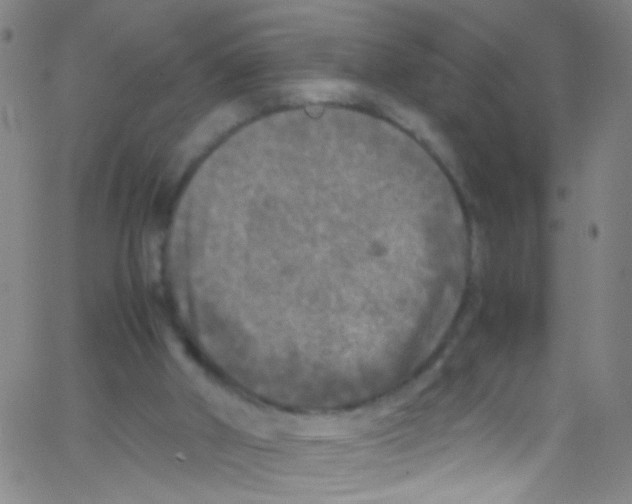 X0000067400010200604281919