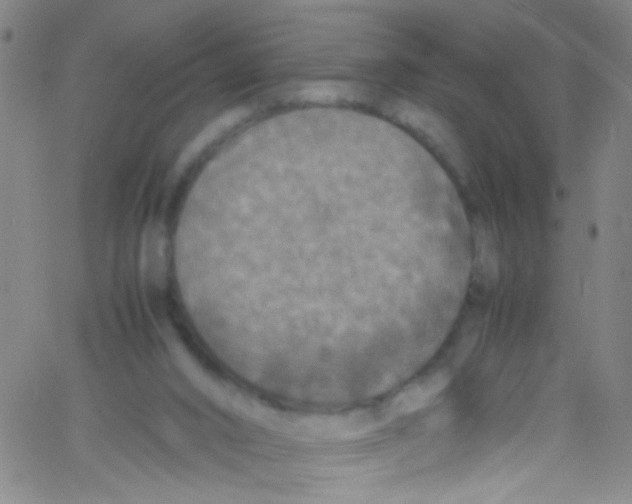 X0000067400016200604281919