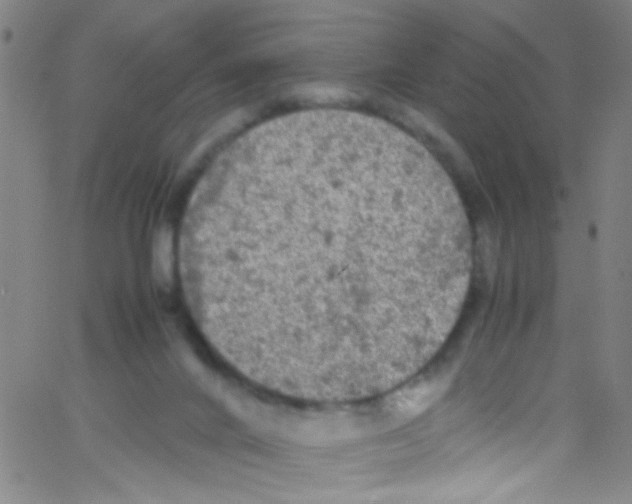 X0000067400024200604281919