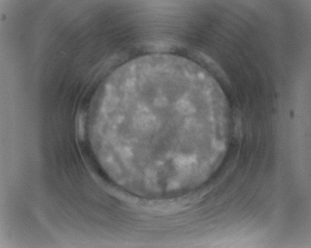 X0000067400026200604281919