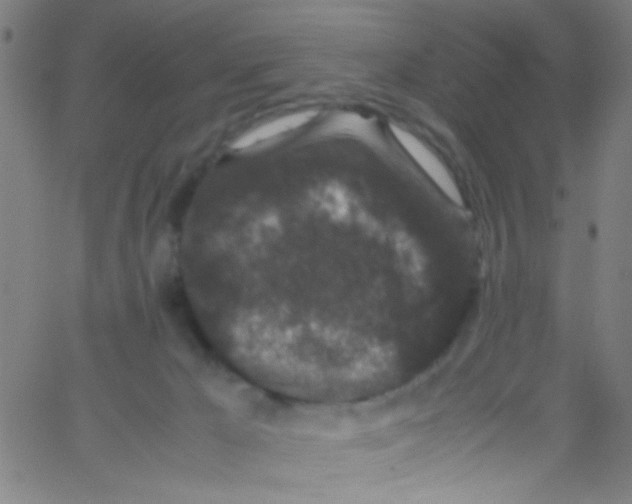 X0000067400029200604281919