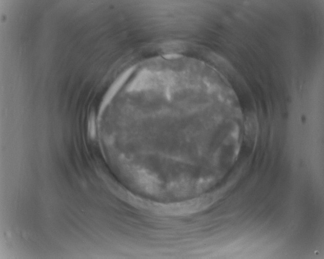 X0000067400046200604281919