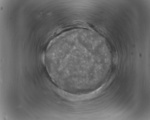 X0000067400047200604281919