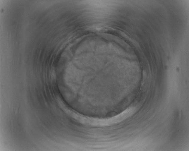 X0000067400048200604281919