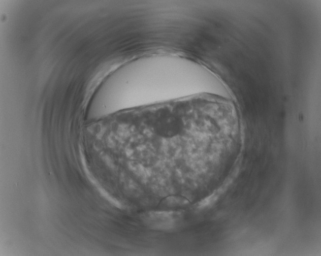 X0000067400049200604281918