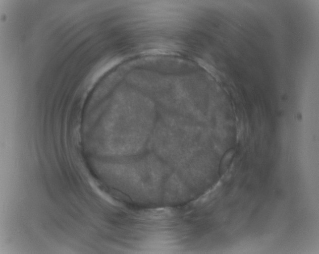 X0000067400050200604281918