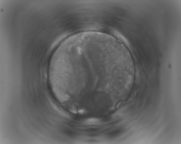 X0000067400059200604281918