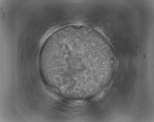 X0000067400151200604281916