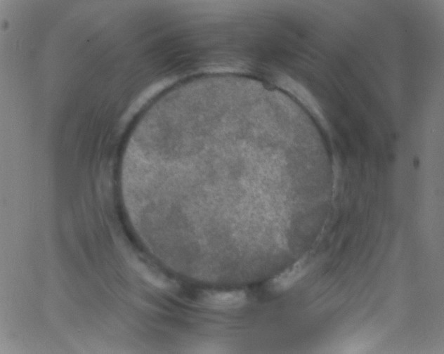 X0000067400155200604281916