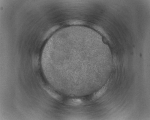 X0000067400159200604281916