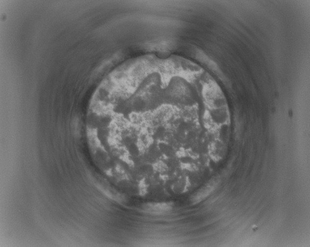 X0000067400161200604281916