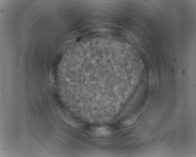 X0000067400173200604281917