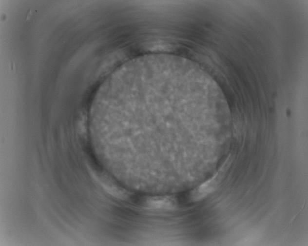 X0000067400175200604281917