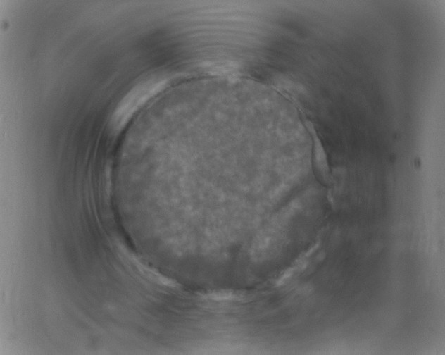 X0000067400194200604281916