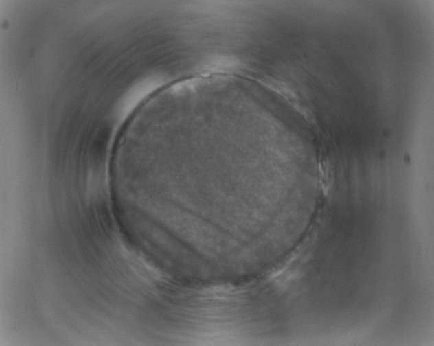 X0000067400196200604281916