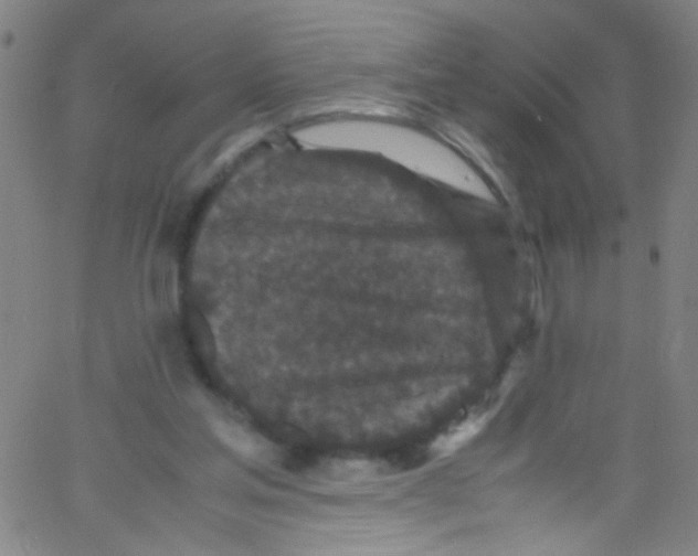 X0000067400205200604281916