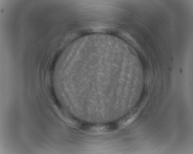 X0000067400213200604281916