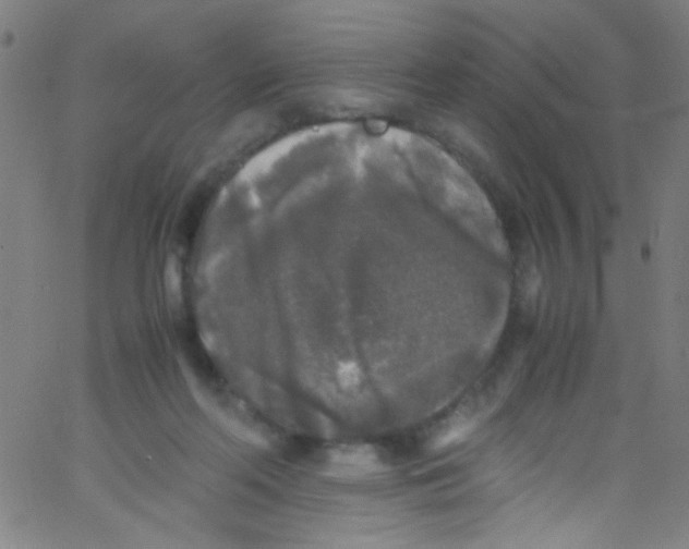 X0000067400214200604281916