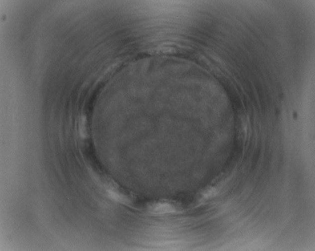 X0000067400224200604281916