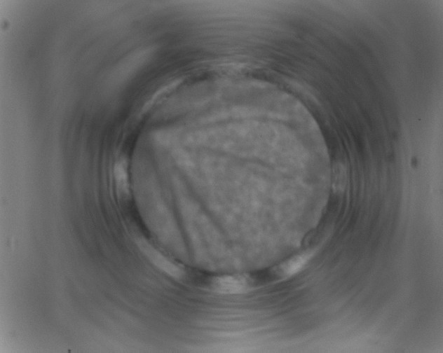 X0000067400238200604281915