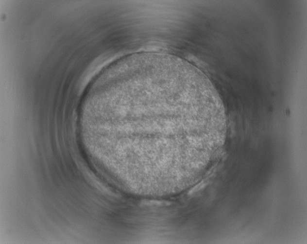 X0000067400242200604281915