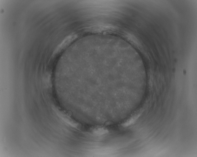 X0000067400258200604281915