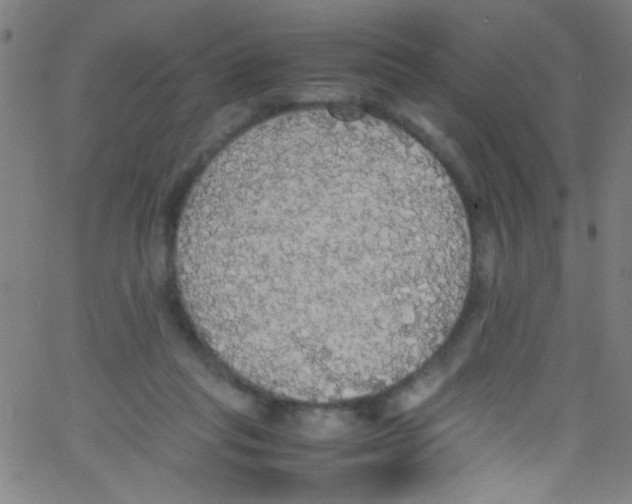 X0000067400261200604281915