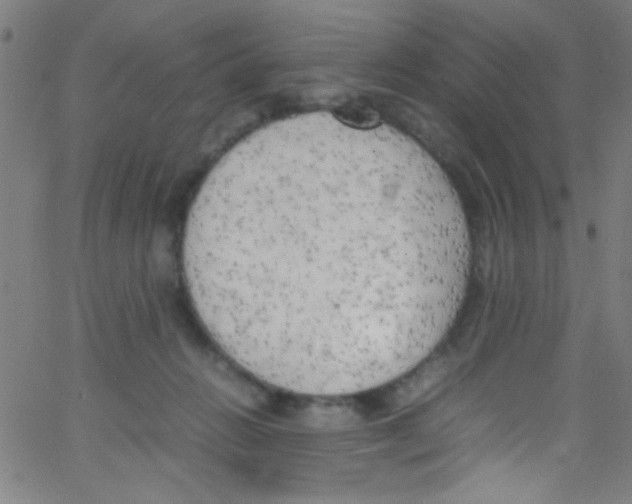 X0000067400270200604281915