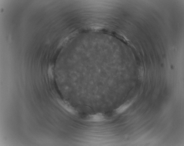 X0000067400286200604281915