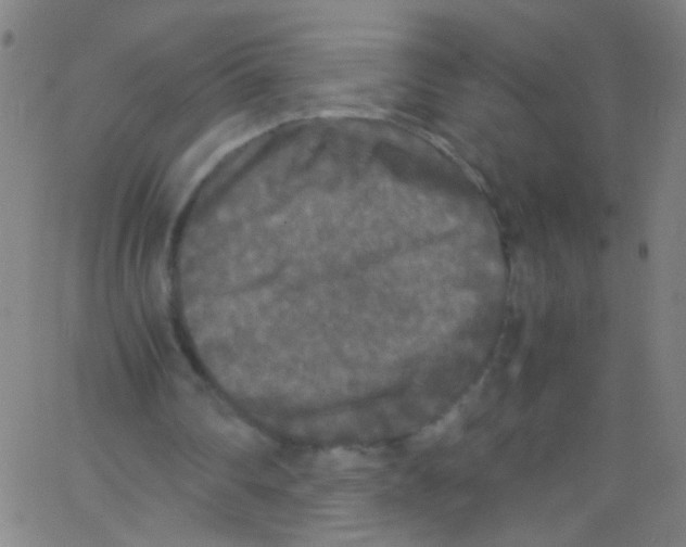 X0000067400290200604281915