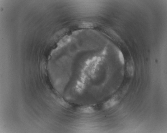 X0000067400322200604281914