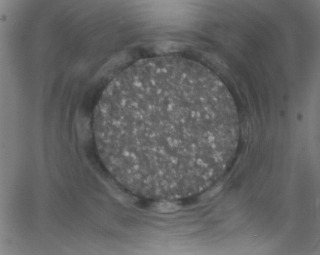 X0000067400327200604281914