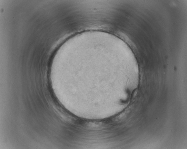 X0000067400346200604281913