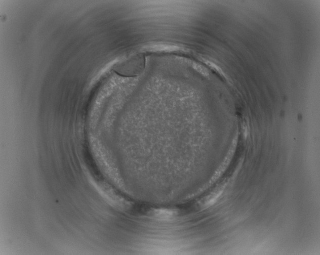 X0000067400352200604281913