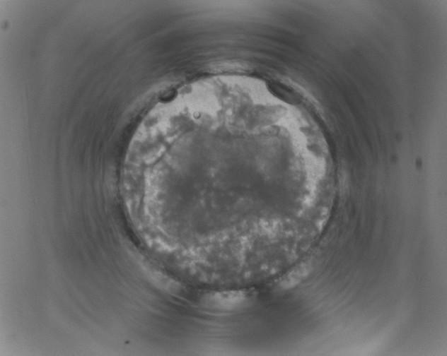 X0000067400353200604281913