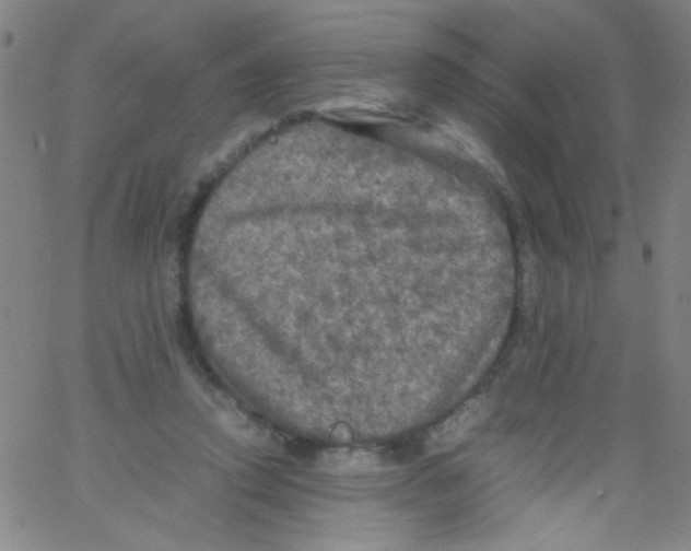 X0000067400354200604281913