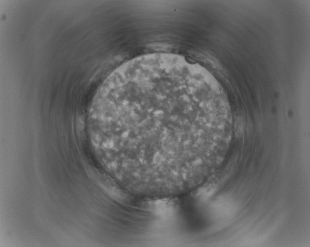 X0000067400365200604281913