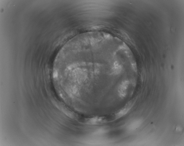 X0000067400366200604281914