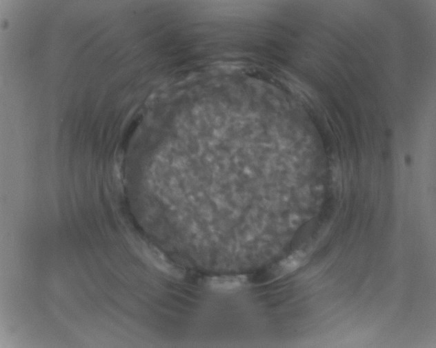 X0000067400373200604281914