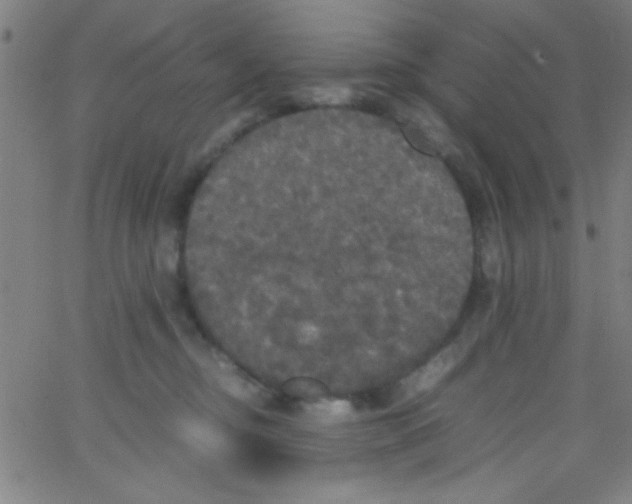 X0000067400374200604281914