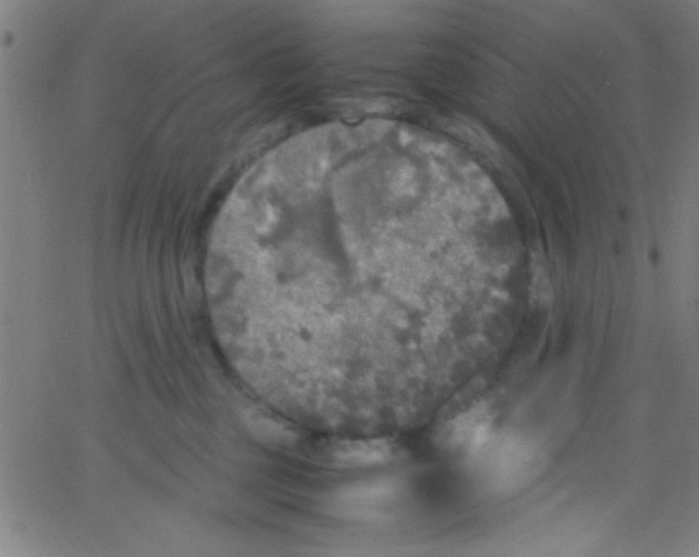 X0000067400377200604281914