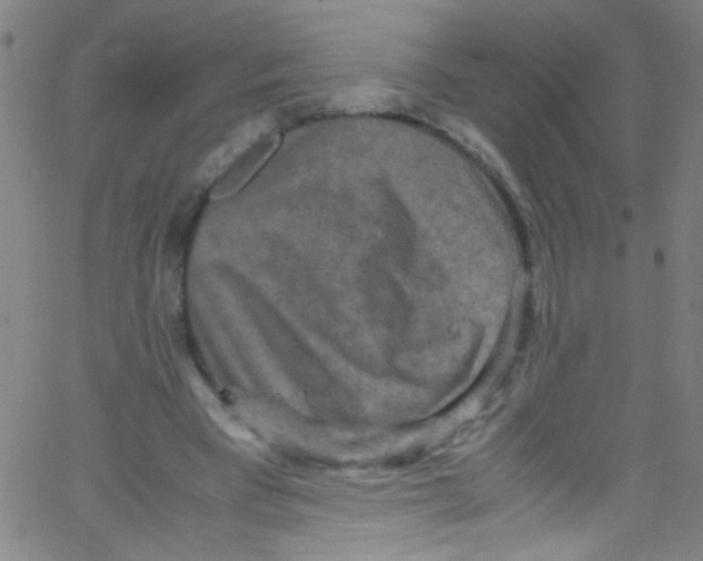 X0000067400393200604281913