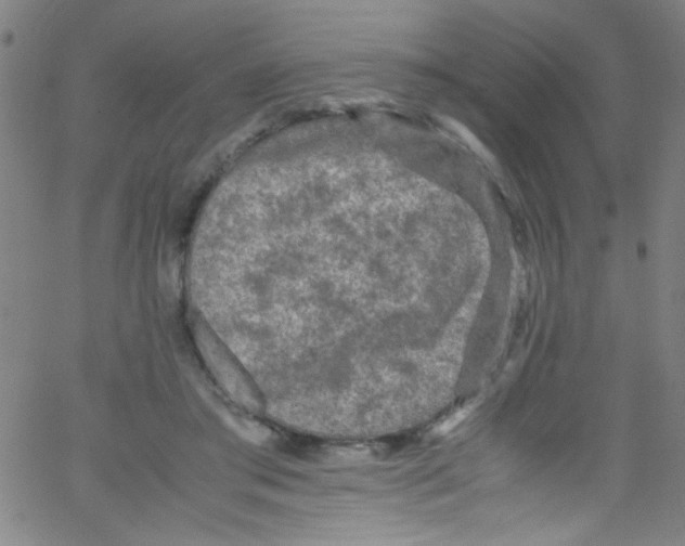 X0000067400405200604281913